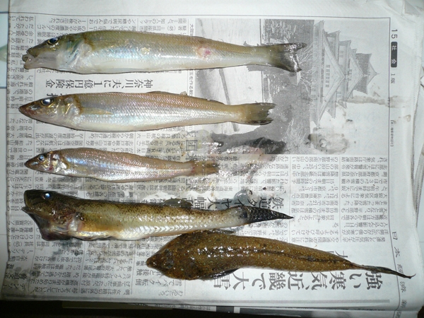 砂紋で粘りの釣果！　　鳥取県
