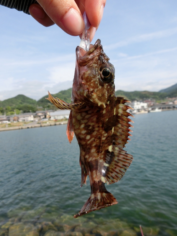 マックスビートで満足の釣果　　兵庫県