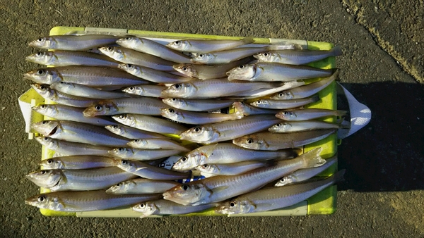 恒例釣り初めはテクミーテーパー砂紋で満足の釣果　　静岡県