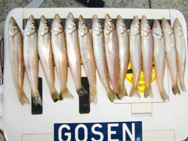 砂紋で新年早々、最高の釣り！　　兵庫県