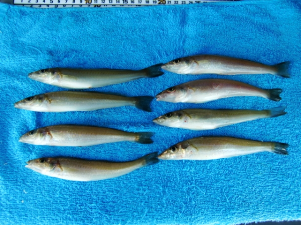 ドンペペACSは、投げ釣りでも使いやすい　　兵庫県